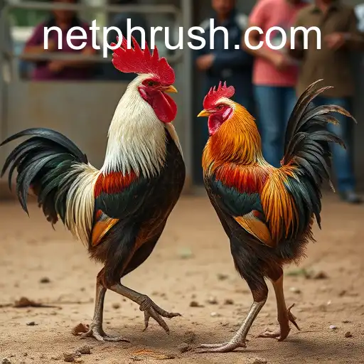 The Complex World of Cockfighting and Its Cultural Significance